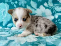 Steve Blue, a male Cardigan Welsh Corgi and Pembroke Welsh Corgi for sale in Clever, MO – Photo 2 of 5