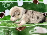 Steve Blue, a male Cardigan Welsh Corgi and Pembroke Welsh Corgi for sale in Clever, MO – Photo 5 of 5