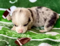Steve Blue, a male Cardigan Welsh Corgi and Pembroke Welsh Corgi for sale in Clever, MO – Photo 3 of 5