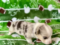 Steve Blue, a male Cardigan Welsh Corgi and Pembroke Welsh Corgi for sale in Clever, MO – Photo 4 of 5