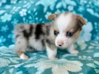 Steve Blue, a male Cardigan Welsh Corgi and Pembroke Welsh Corgi for sale in Clever, MO – Photo 1 of 5