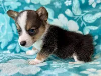 Dustin, a male Cardigan Welsh Corgi and Pembroke Welsh Corgi for sale in Clever, MO – Photo 1 of 5