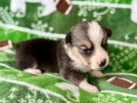 Dustin, a male Cardigan Welsh Corgi and Pembroke Welsh Corgi for sale in Clever, MO – Photo 5 of 5
