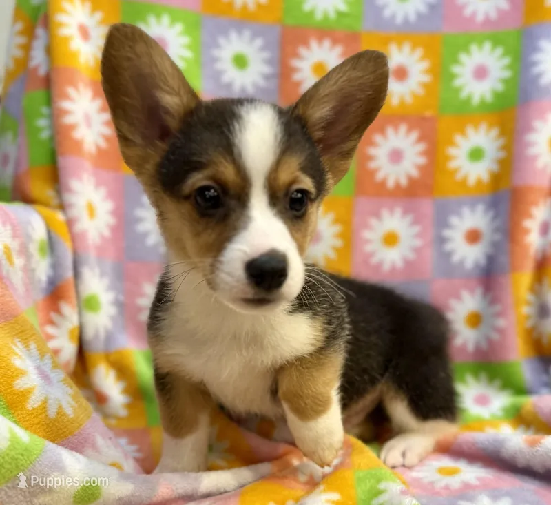 Dustin – Cardigan Welsh Corgi, Pembroke Welsh Corgi puppy for sale in Clever, MO