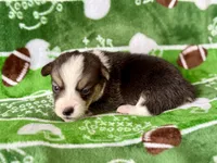 Dustin, a male Cardigan Welsh Corgi and Pembroke Welsh Corgi for sale in Clever, MO – Photo 3 of 5