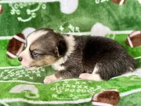 Dustin, a male Cardigan Welsh Corgi and Pembroke Welsh Corgi for sale in Clever, MO – Photo 4 of 5