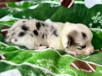 Mike (yellow), a male Cardigan Welsh Corgi and Pembroke Welsh Corgi for sale in Clever, MO – Photo 5 of 5