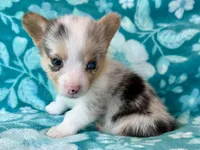 Mike (yellow), a male Cardigan Welsh Corgi and Pembroke Welsh Corgi for sale in Clever, MO – Photo 2 of 5