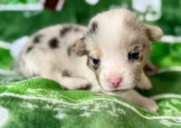 Mike (yellow), a male Cardigan Welsh Corgi and Pembroke Welsh Corgi for sale in Clever, MO – Photo 3 of 5