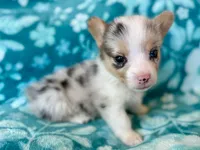 Mike (yellow), a male Cardigan Welsh Corgi and Pembroke Welsh Corgi for sale in Clever, MO – Photo 1 of 5