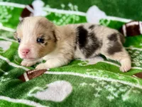 Mike (yellow), a male Cardigan Welsh Corgi and Pembroke Welsh Corgi for sale in Clever, MO – Photo 4 of 5