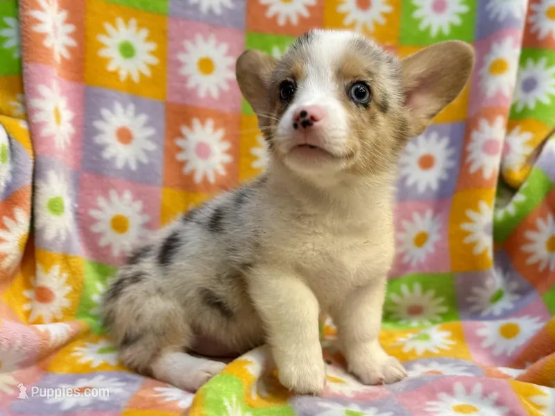 Mike (yellow) – Cardigan Welsh Corgi, Pembroke Welsh Corgi puppy for sale in Clever, MO