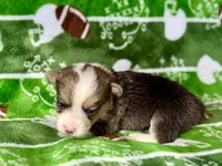 Rockin Robin, a female Cardigan Welsh Corgi and Pembroke Welsh Corgi for sale in Clever, MO – Photo 3 of 5