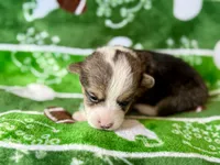 Rockin Robin, a female Cardigan Welsh Corgi and Pembroke Welsh Corgi for sale in Clever, MO – Photo 5 of 5