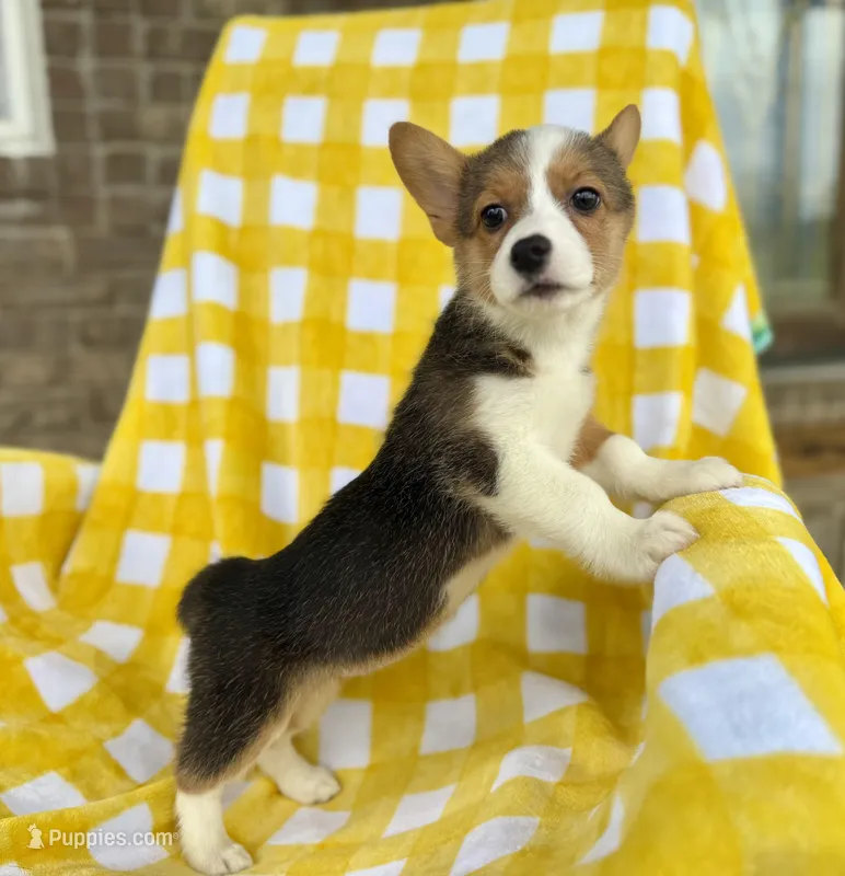 Rockin Robin – Cardigan Welsh Corgi, Pembroke Welsh Corgi puppy for sale in Clever, MO