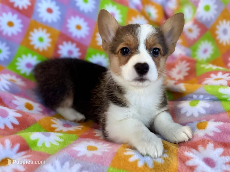 Rockin Robin – Cardigan Welsh Corgi, Pembroke Welsh Corgi puppy for sale in Clever, MO