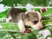 Rockin Robin, a female Cardigan Welsh Corgi and Pembroke Welsh Corgi for sale in Clever, MO – Photo 4 of 5