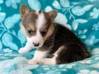 Rockin Robin, a female Cardigan Welsh Corgi and Pembroke Welsh Corgi for sale in Clever, MO – Photo 2 of 5