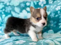 Rockin Robin, a female Cardigan Welsh Corgi and Pembroke Welsh Corgi for sale in Clever, MO – Photo 1 of 5