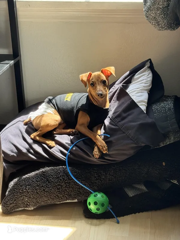 Zeke  – Miniature Pinscher puppy for sale in Orlando, FL
