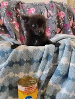 Houdini , a male Pomchi for sale in Carlsbad, NM – 9 of 9