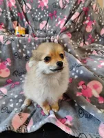 Wicket , a female Pomchi for sale in Carlsbad, NM – 4 of 8