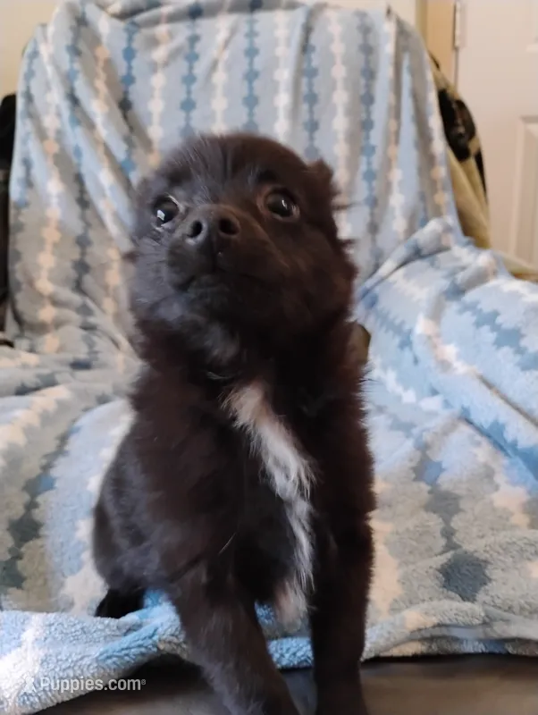 Darth Vader  – Pomchi puppy for sale in Carlsbad, NM