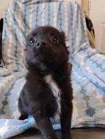 Darth Vader , a male Pomchi for sale in Carlsbad, NM – 1 of 7