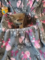 Gizmo , a female Pomchi for sale in Carlsbad, NM – 4 of 8