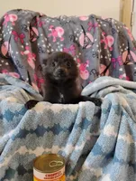 Houdini , a male Pomchi for sale in Carlsbad, NM – 8 of 9