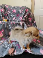Wicket , a female Pomchi for sale in Carlsbad, NM – 7 of 8