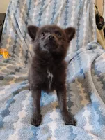 Django, a male Pomchi for sale in Carlsbad, NM – 4 of 7