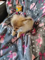Wicket , a female Pomchi for sale in Carlsbad, NM – 2 of 8