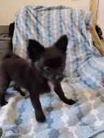 Darth Vader , a male Pomchi for sale in Carlsbad, NM – 2 of 7