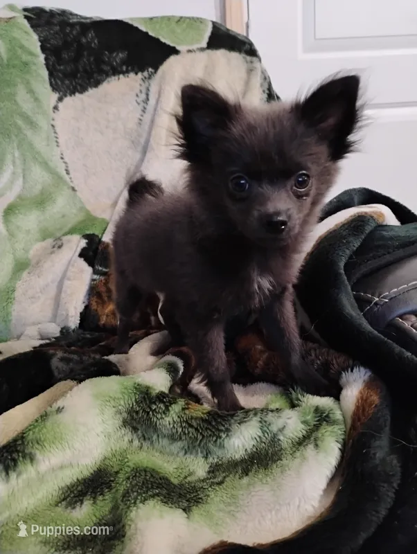 Django – Pomchi puppy for sale in Carlsbad, NM