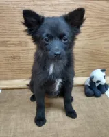Tuxi Girl, a female Pomchi for sale in Carlsbad, NM – Photo 3 of 7