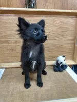 Tuxi Girl, a female Pomchi for sale in Carlsbad, NM – Photo 7 of 7