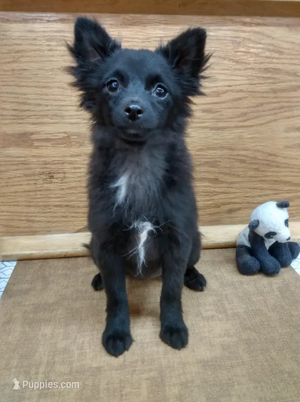 Tuxi Girl, a female Pomchi for sale in Carlsbad, NM – Photo 1 of 7