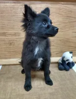 Tuxi Girl, a female Pomchi for sale in Carlsbad, NM – Photo 4 of 7