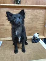 Tuxi Girl, a female Pomchi for sale in Carlsbad, NM – Photo 2 of 7
