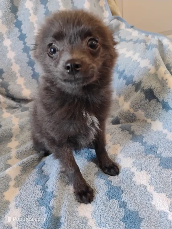 Django – Pomchi puppy for sale in Carlsbad, NM