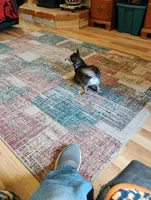 Robin Hood , a female Chihuahua for sale in Carlsbad, NM – Photo 8 of 9