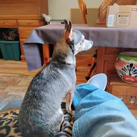 Robin Hood , a female Chihuahua for sale in Carlsbad, NM – Photo 2 of 9