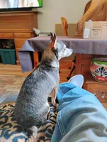 Robin Hood , a female Chihuahua for sale in Carlsbad, NM – Photo 2 of 9