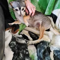 Robin Hood , a female Chihuahua for sale in Carlsbad, NM – Photo 7 of 9