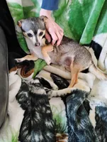 Robin Hood , a female Chihuahua for sale in Carlsbad, NM – Photo 7 of 9