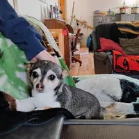 Robin Hood , a female Chihuahua for sale in Carlsbad, NM – Photo 6 of 9