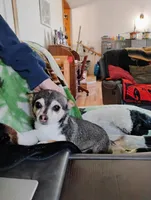 Robin Hood , a female Chihuahua for sale in Carlsbad, NM – Photo 6 of 9