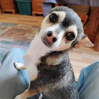 Robin Hood , a female Chihuahua for sale in Carlsbad, NM – Photo 1 of 9