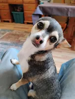 Robin Hood , a female Chihuahua for sale in Carlsbad, NM – Photo 1 of 9